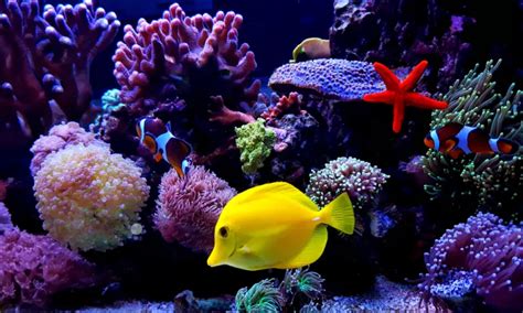 fish trivia|Fish Quiz: 50 Sea & Aquatic Fish Trivia Questions & Answers.